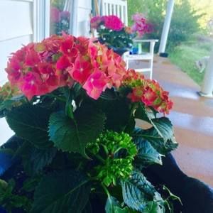 Meet your Posher, Olga